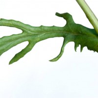 Oxford Ragwort